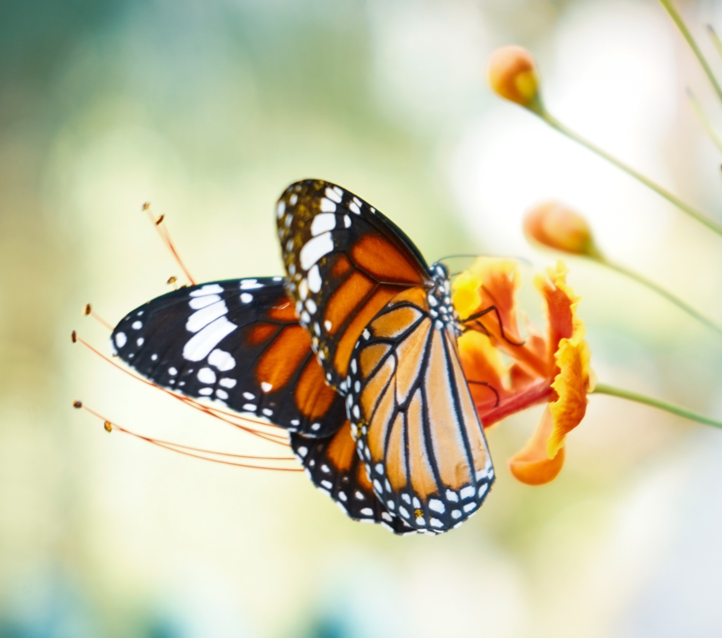 Papillon, symbole de transformation
